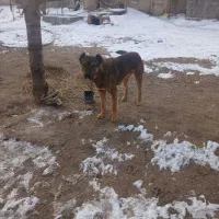 سگ گمشده|حیوانات|قره قوین, |دیوار