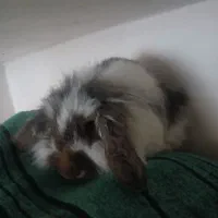 خرگوش پشمالو ماده|موش و خرگوش|فردوس (خراسان), |دیوار