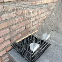 قفس کاسکو بزرگ، جوجه پرون