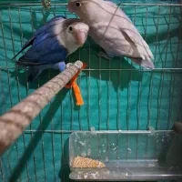 جفت کوتوله|پرنده|یزد, |دیوار