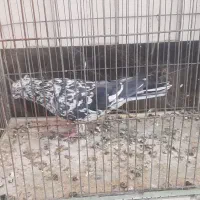 دو عدد کبوتر تهرانی نر و ماده|پرنده|اصفهان, پروین|دیوار