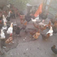 بوقلمون و مرغ و خروس و جوجه گلپایگان|حیوانات مزرعه|فرح آباد, |دیوار