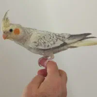 عروس هلندی دستی چلوندنی