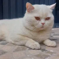 جفت گیری اسکاتیش نر|گربه|ساوه, |دیوار