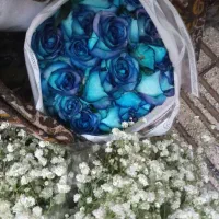 گلفروشی آنلاین با ارسال فوری تهران از ونک|گل و گیاه طبیعی|تهران, ونک|دیوار
