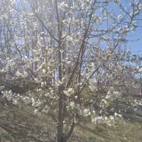 دنبال کارهستم