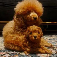 پودل سایز0تاینی توی رنگ بندی با ق باورنکردنی|سگ|مشهد, وکیلآباد|دیوار