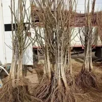 فروش گردو با چک صیادی