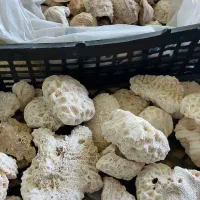 سنگهای. تزئینی مخصوص آکواریوم