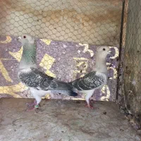 ۴ جفت سبز کاکلی. آلمانی. پشت سبز|پرنده|بیرجند, |دیوار