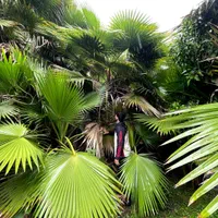 درخت پالم|گل و گیاه طبیعی|نوشهر, |دیوار