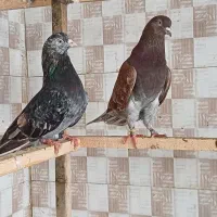 کبوتر پرشی