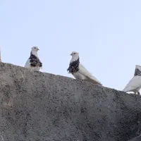 کفتر طوقی نر