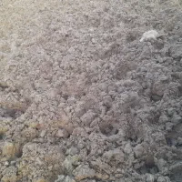 کودگاوی|خدمات باغبانی و درختکاری|بروجرد, |دیوار