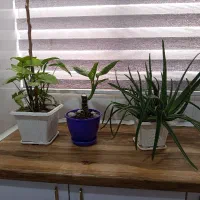 گل های آپارتمانی