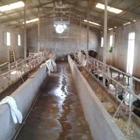 گاوداری 8300 متری مجهز با سند و مجوز کوچصفهان