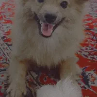 سگ پامر اشپیتز|سگ|قم, باسکول|دیوار