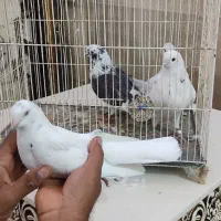 کفتر پرشی|پرنده|بندرعباس, |دیوار