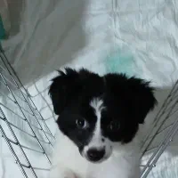 واگذاری شیتسو نر