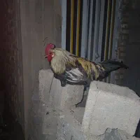 فروش خروس جوان ۷ ماهه۶۰۰