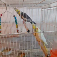 یک جفت عروس هلندی بالغ و کارداده