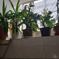 شخصی|گل و گیاه طبیعی|سروستان, |دیوار