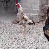 خروس لاری