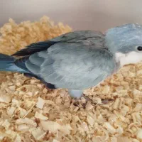 راهب بلو اسکای نر