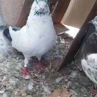 کفتر پرشی معاوضه با جوجه لاری