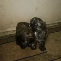 واگذاری سگ شیتزو عروسکی|سگ|گرگان, |دیوار