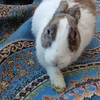 خرگوش سالم|موش و خرگوش|کرمان, |دیوار