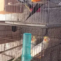 فروش با معاوضه،اب پخش هستم|پرنده|آبپخش, |دیوار