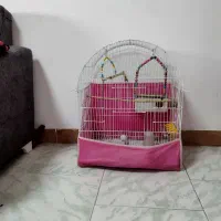 عروس هلندی|پرنده|رشت, باهنر|دیوار