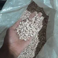 لوبیا چیتی درجه 1