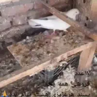 کبوتر|پرنده|نقده, |دیوار