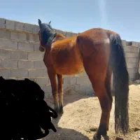 خریدار مادیان درشت