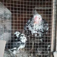 مرغ خروس گلین و تیمچه گلین ،جوجه یک ماهه و دوماهه|حیوانات مزرعه|تهران, سعیدآباد|دیوار