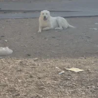 سگ نگهبان