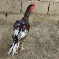 مرغ وخروس|حیوانات مزرعه|ایرانشهر, |دیوار