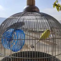 مرغ عشق جوان زرد