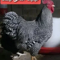 تخم مرغ نطفه دار