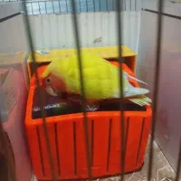 کوتوله برزیلی