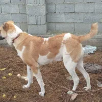 سگ الابای جوان ۸ ماهه|حیوانات|گمیشان, |دیوار