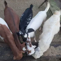 بز داشتی|حیوانات مزرعه|رودان, |دیوار