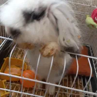 خرگوش لوپ|موش و خرگوش|لاهیجان, پردسر|دیوار