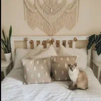 آینه|آینه|تالش, تالش|دیوار