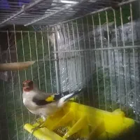 سهره چهارگل رسمی دورگ معاوضه