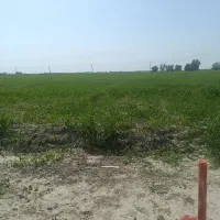 زمین کشاورزی سند تک‌ برگ  رامهرمز