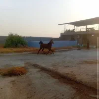 کره اسب نریان نژاد دره شوری