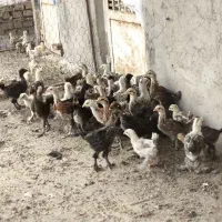 جوجه دیلگونی 50 روزه